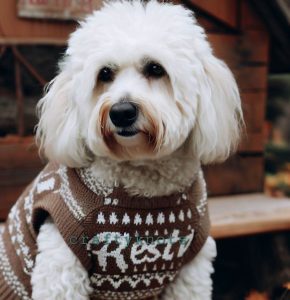 Dog Sweater Crochet Patterns 